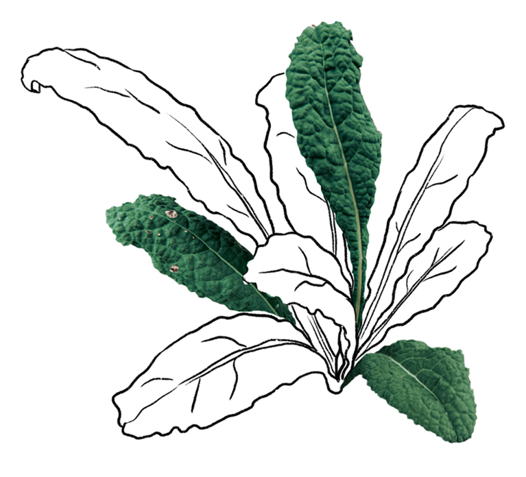 4_kale_body.png