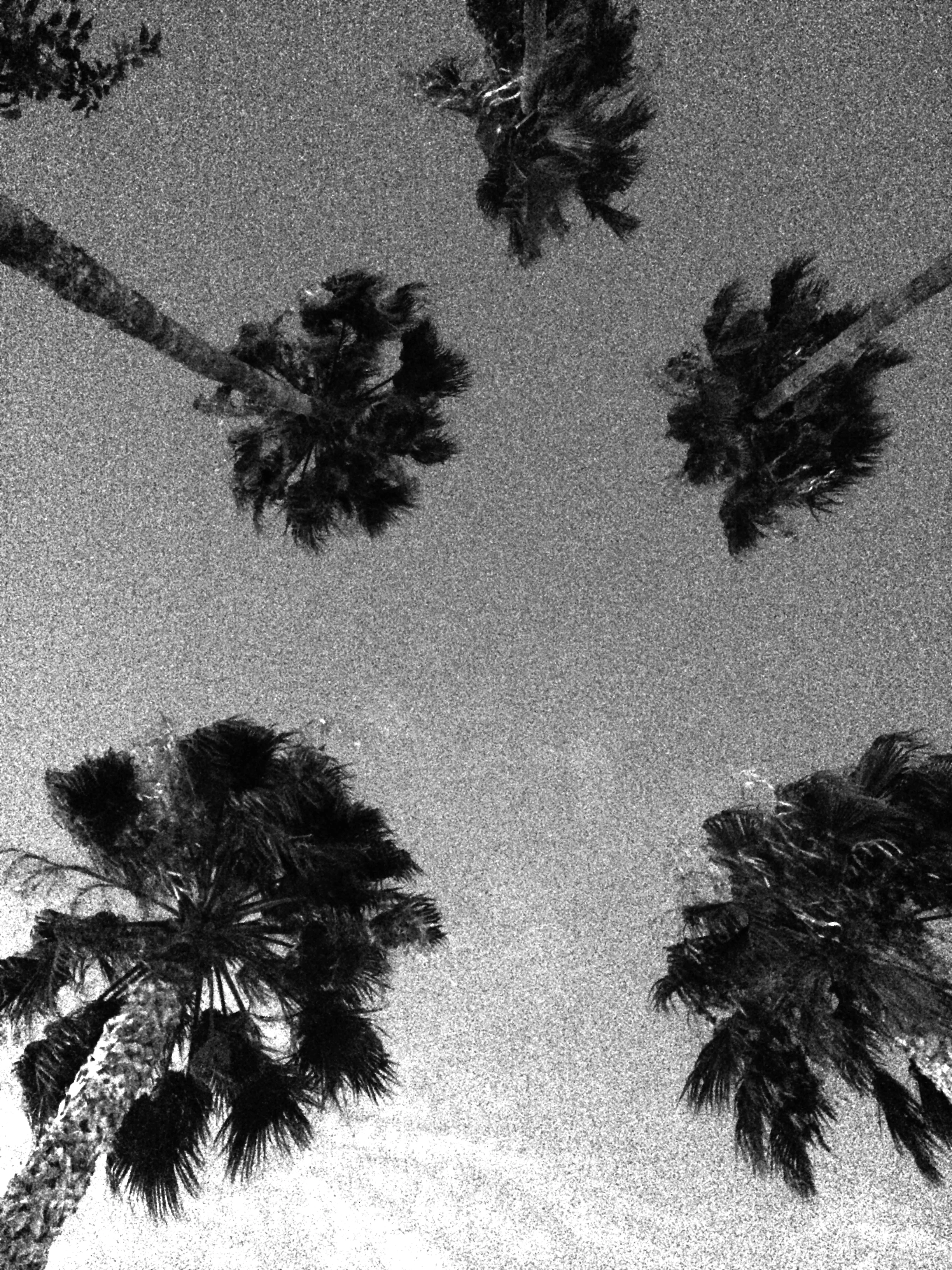 Palm Trees