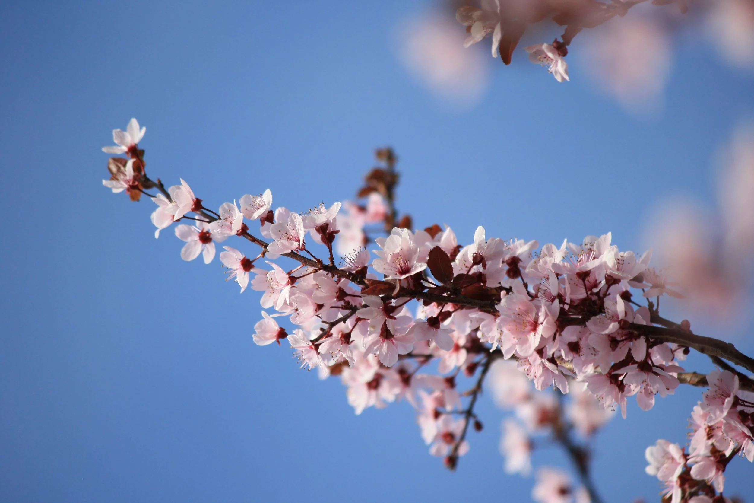 sprig-of-pink-plum-blossoms.jpg