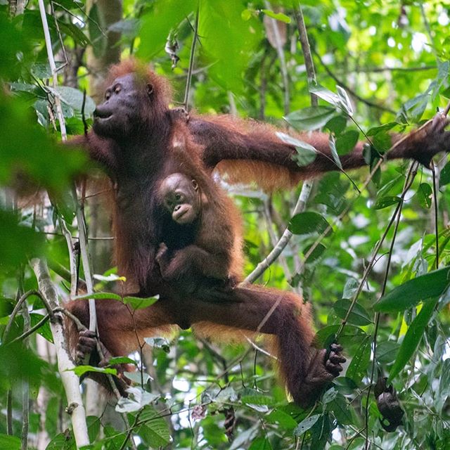 In amongst wild orangutans in Danum Valley, Borneo. One of them just gave me a thumbs up?? 🤔 #danumvalley #rainforest #orangutan #wild #borneo #conservation