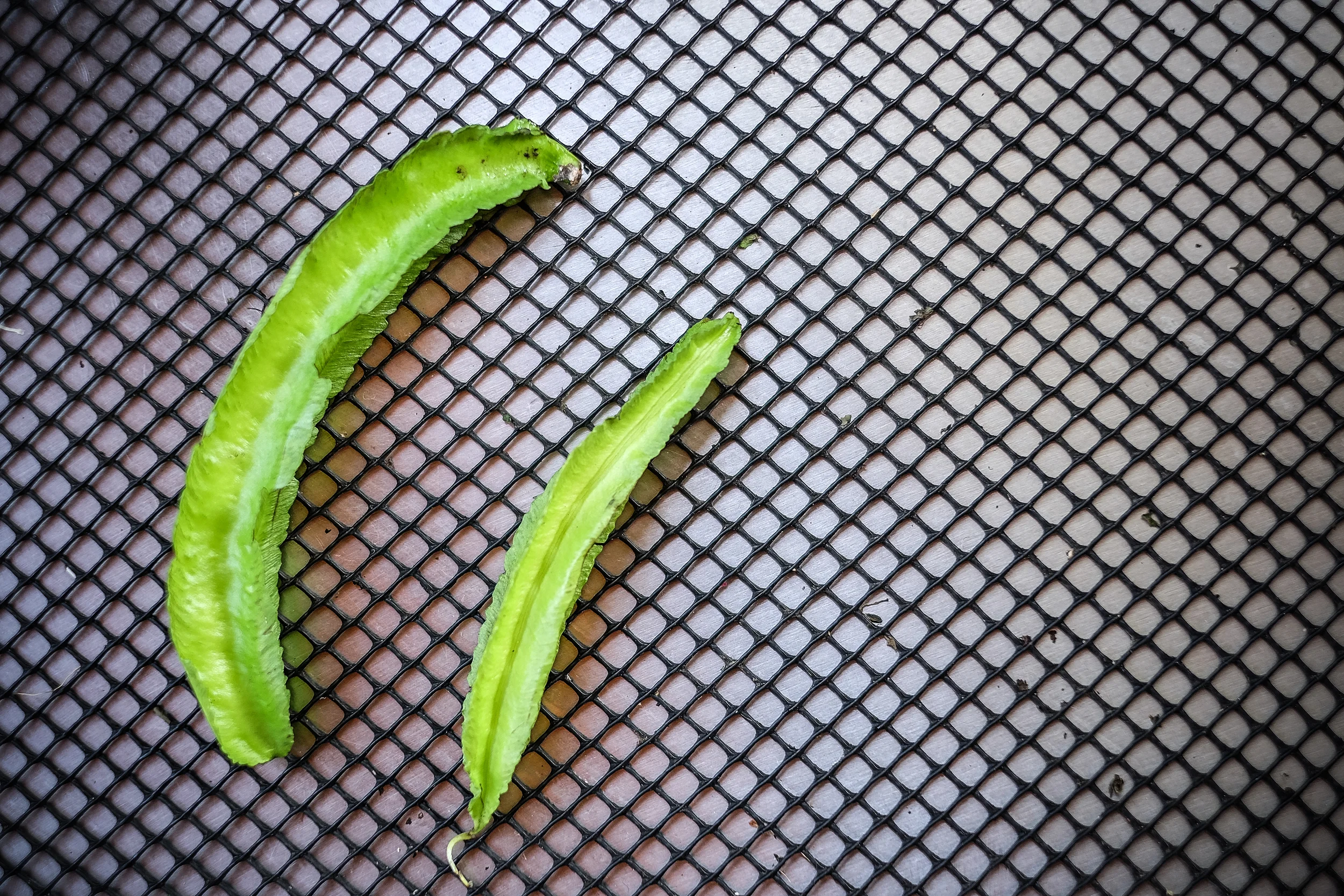 wing beans