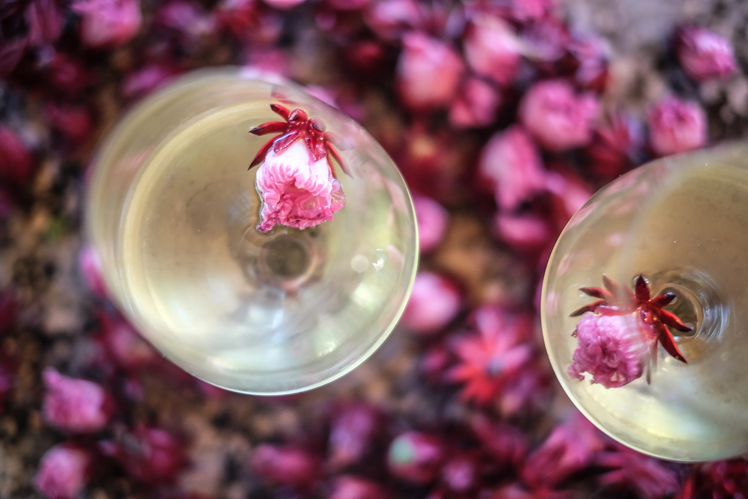 sparkling wine with hibiscus syrup & fresh rosella flower