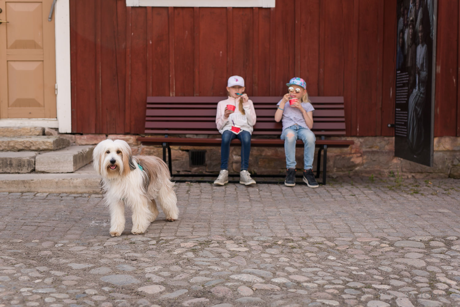 photo-of-dog-with-children-eating-ice-cream.jpg