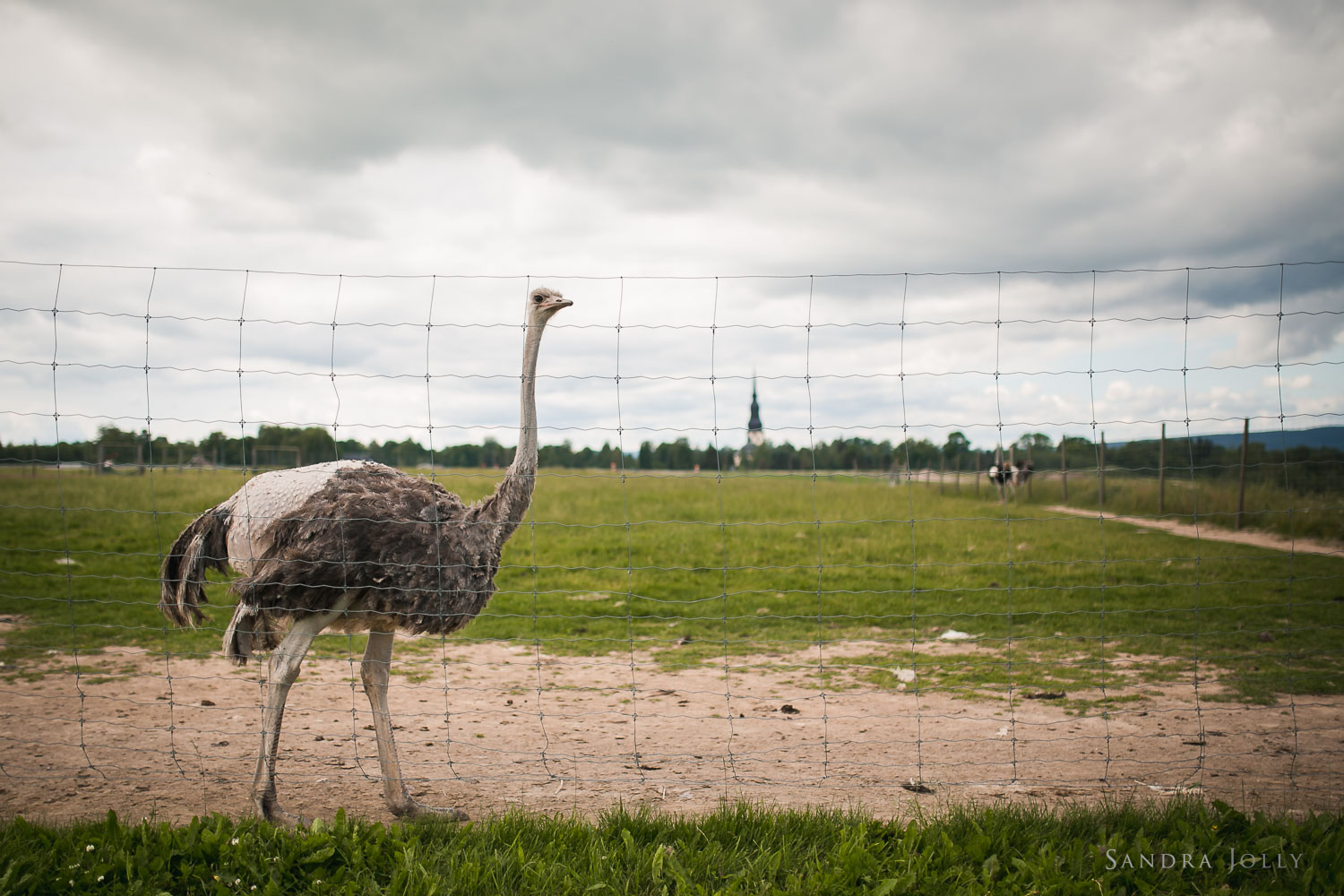 ostriches-in-dalarna.jpg