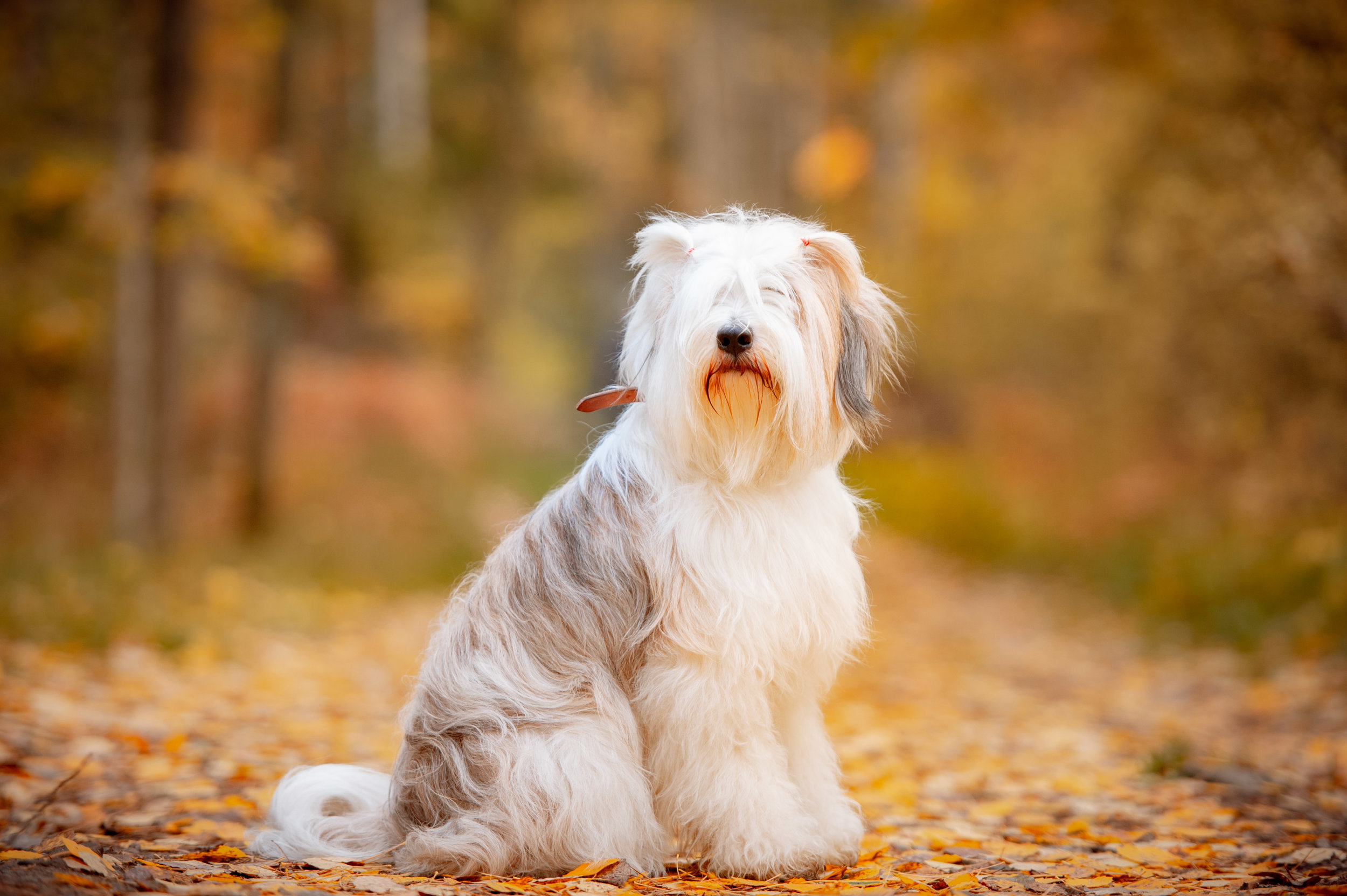 Tibetan-terrier.jpg