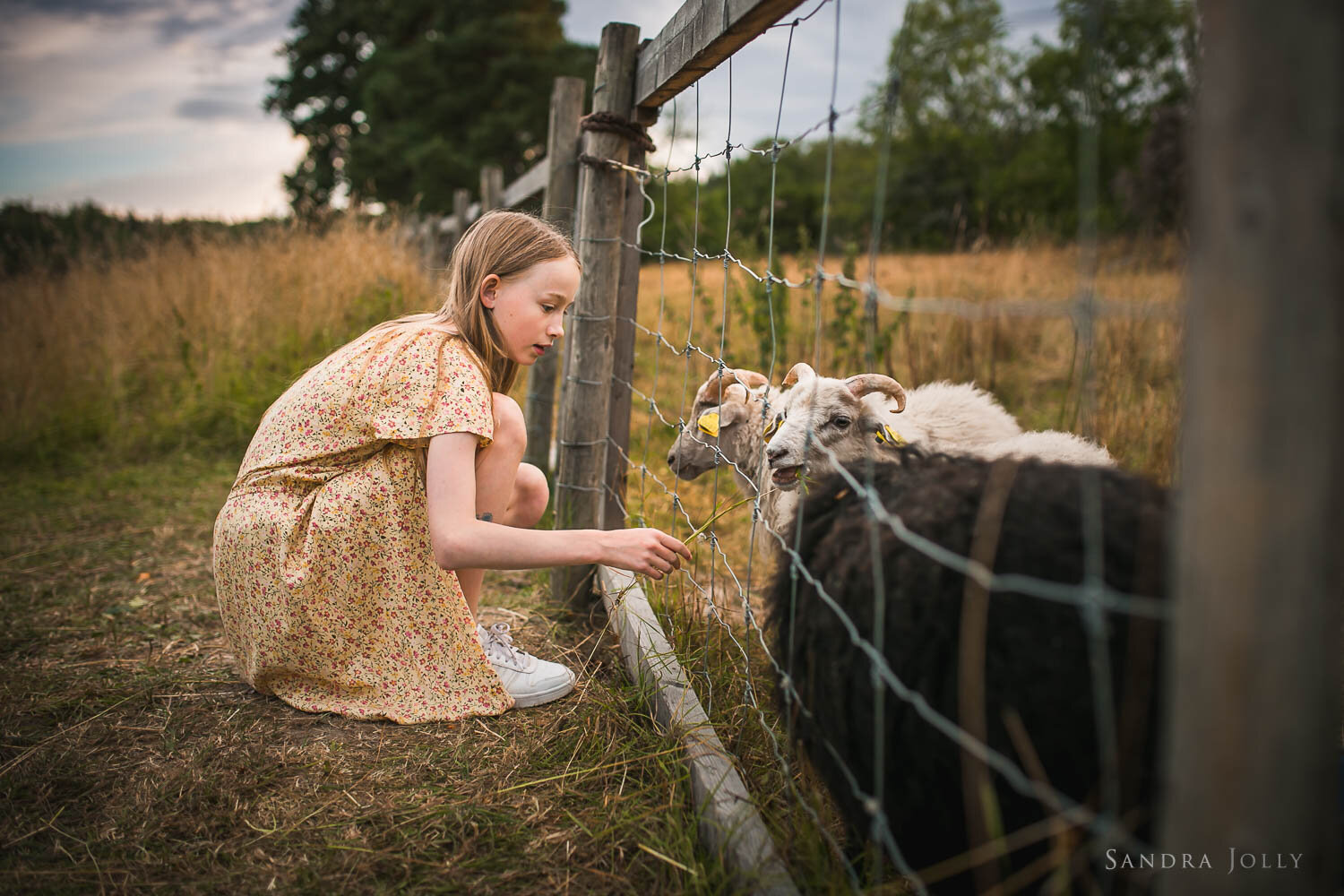 girl-feeding-sheep-by-stockholm-photographer-sandra-jolly.jpg