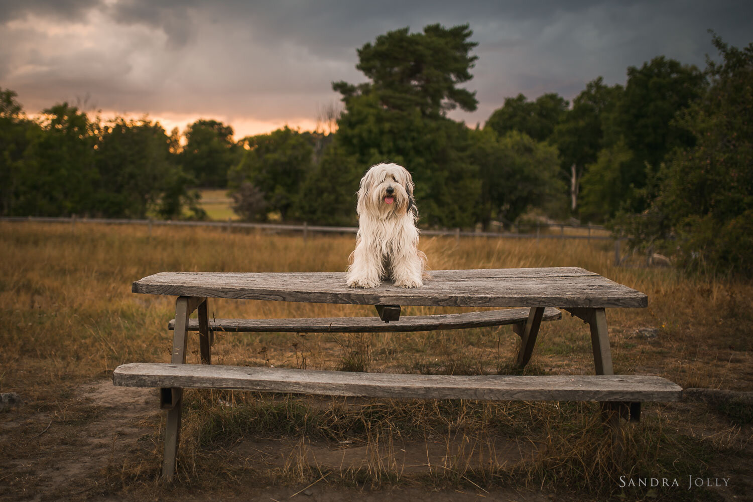 shaggy-white-dog-on-bench-by-stockholm-photographer-sandra-jolly.jpg