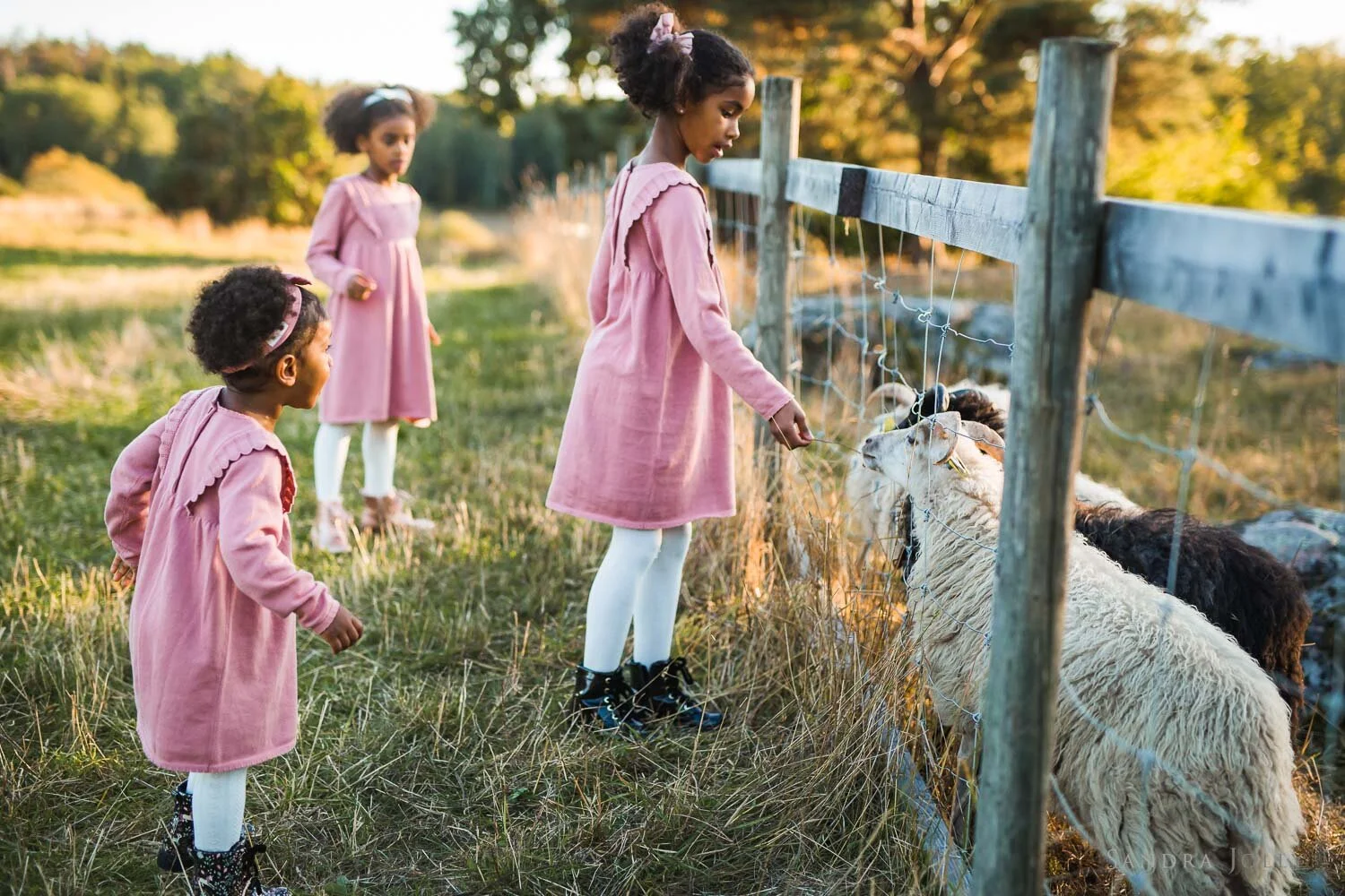 little-girls-feeding-sheep-in-stockholm-by-stockholm-photographer-sandra-jolly-photography.jpg
