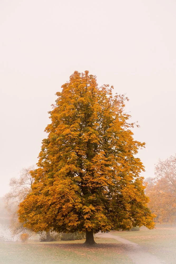beautiful-tree-in-sollentuna.jpg
