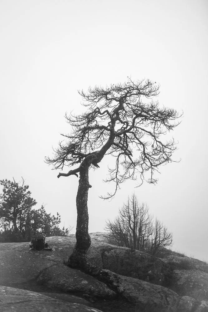 lonely-tree-by-sandra-jolly-photography.jpg