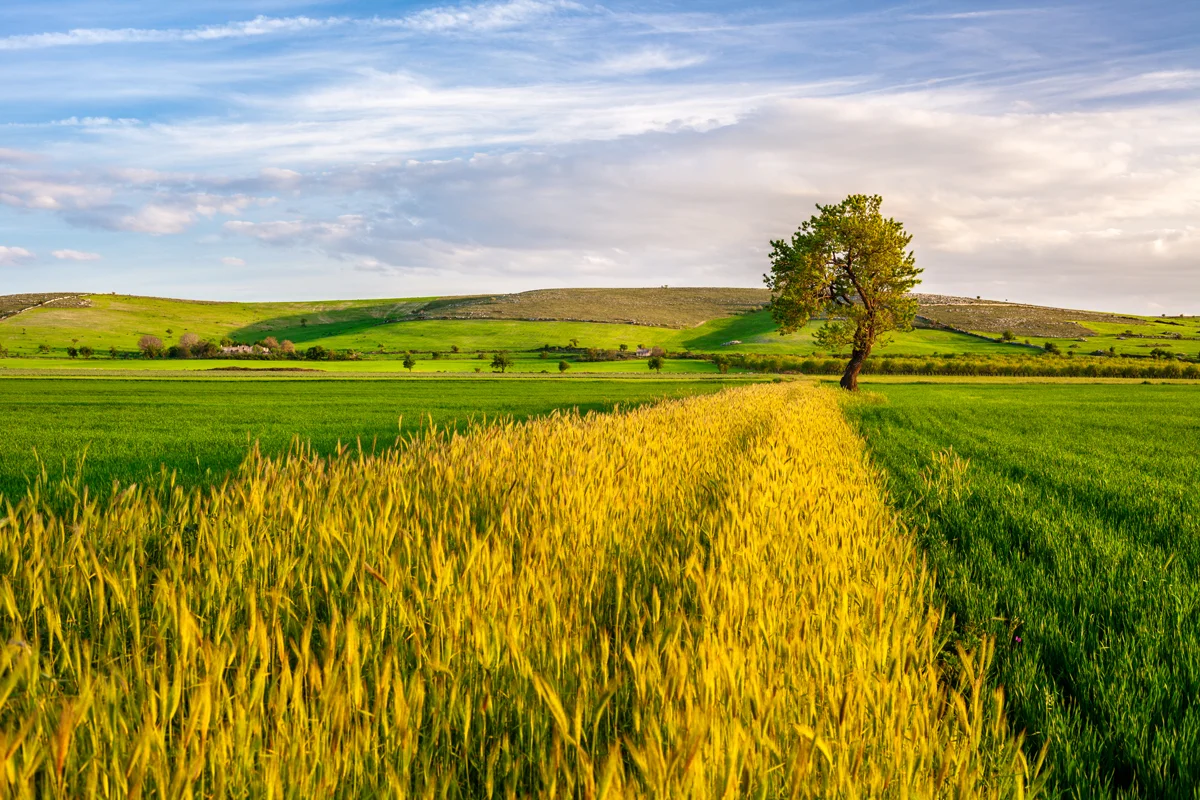 Striscia-di-grano-con-albero.jpg