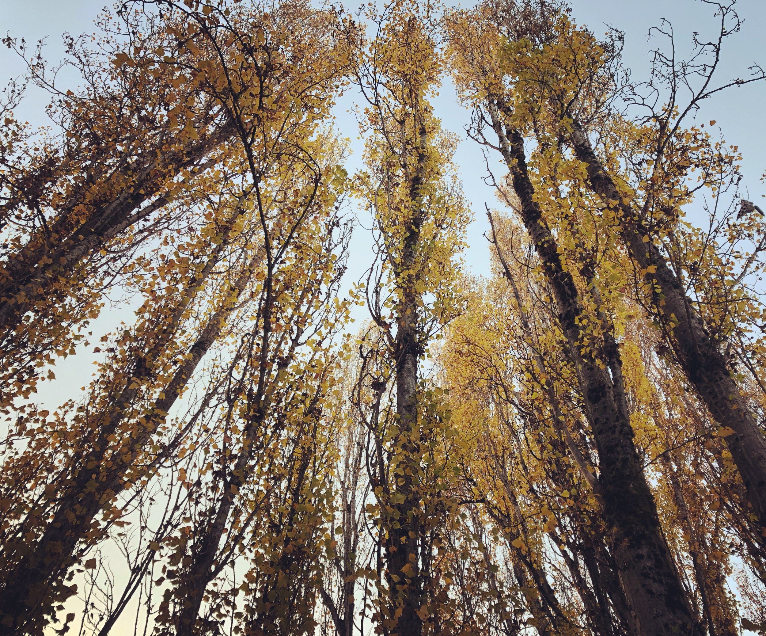 IMG_0949.jpeg