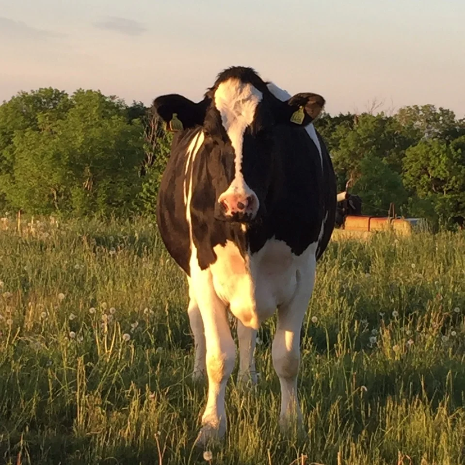 A Happy Swedish Cow