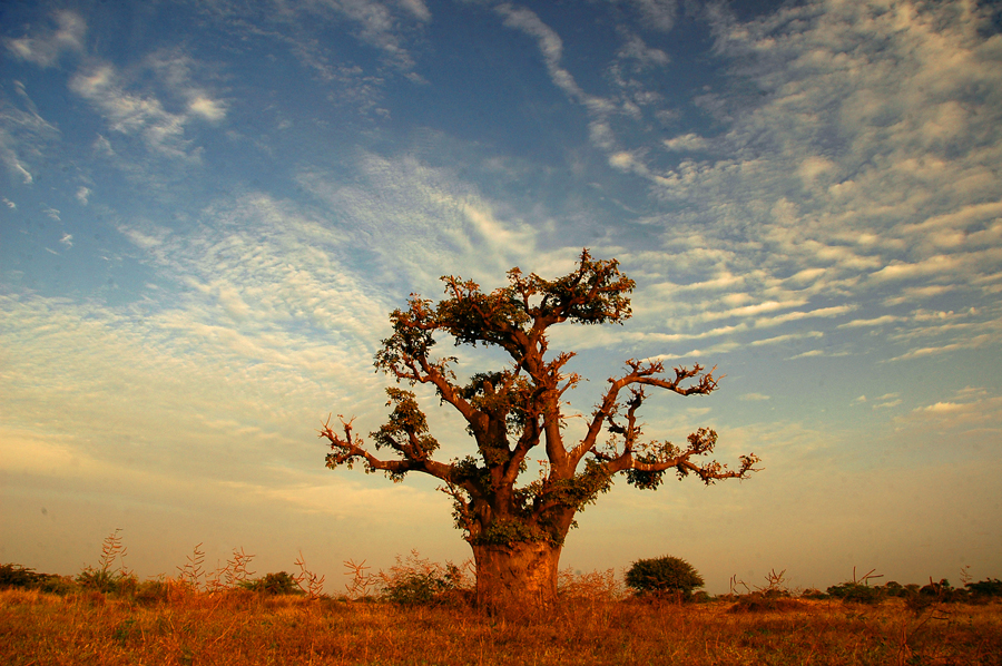 A Baobab Tree Can Live for more than 6,000 years!