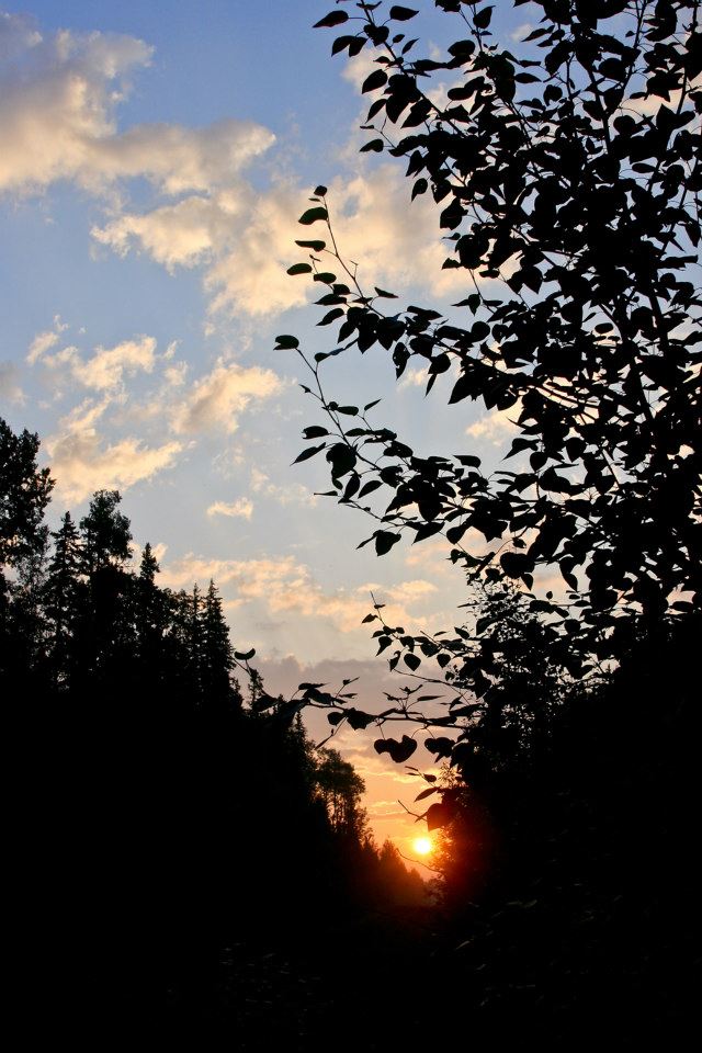 Moose hunt sunrise in the Boreal Forest