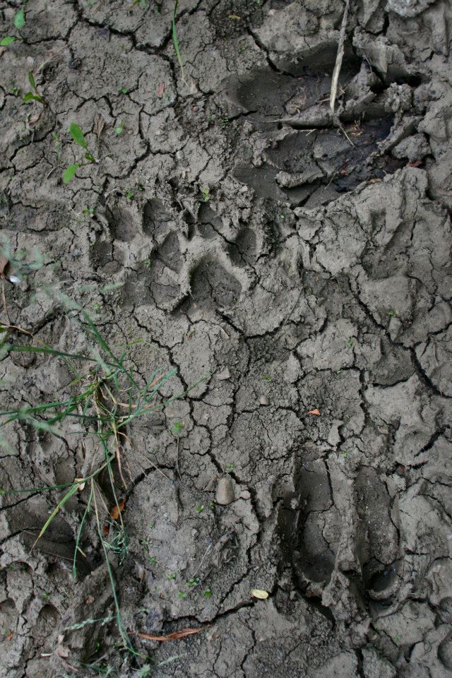 Wolf and moose tracks found together during a moose hunt.