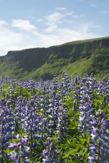 Reynishverfi, Iceland - Flowering Lupen 