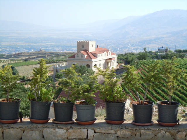 Eastern Lebanon Wine Country - View to Syria and Israel