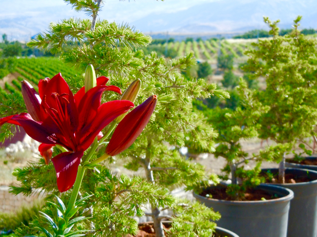 Baby cyprus trees with vineyard in the background