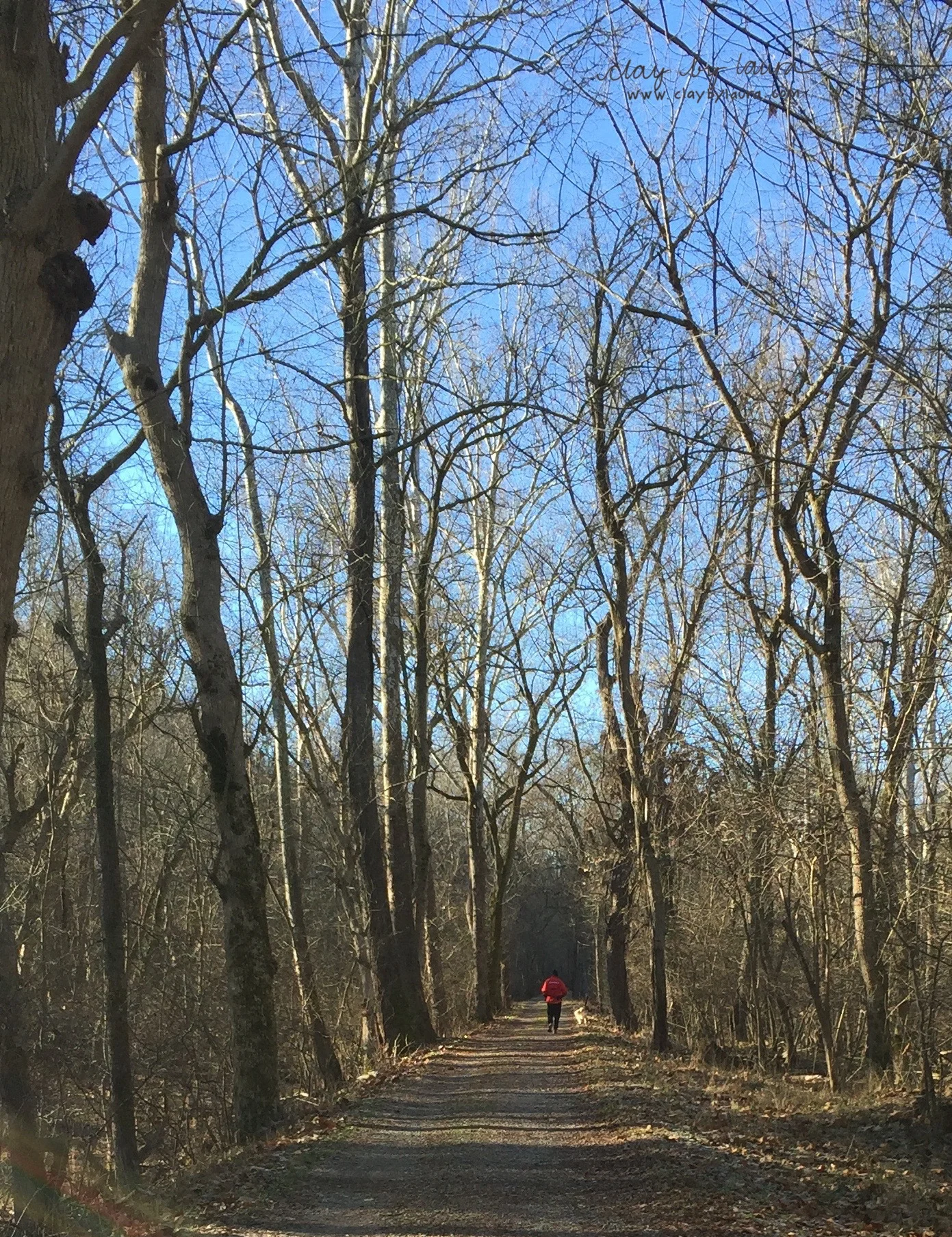 I've added daily walks to my routine (again). Fresh air, time to let the mind wander and a little exercise are good reasons to re-establish this habit. Yesterday's walk in nature included cold blue skies, a tree-lined trail and an unexpected dip in the C & O Canal by my golden retriever Carson!