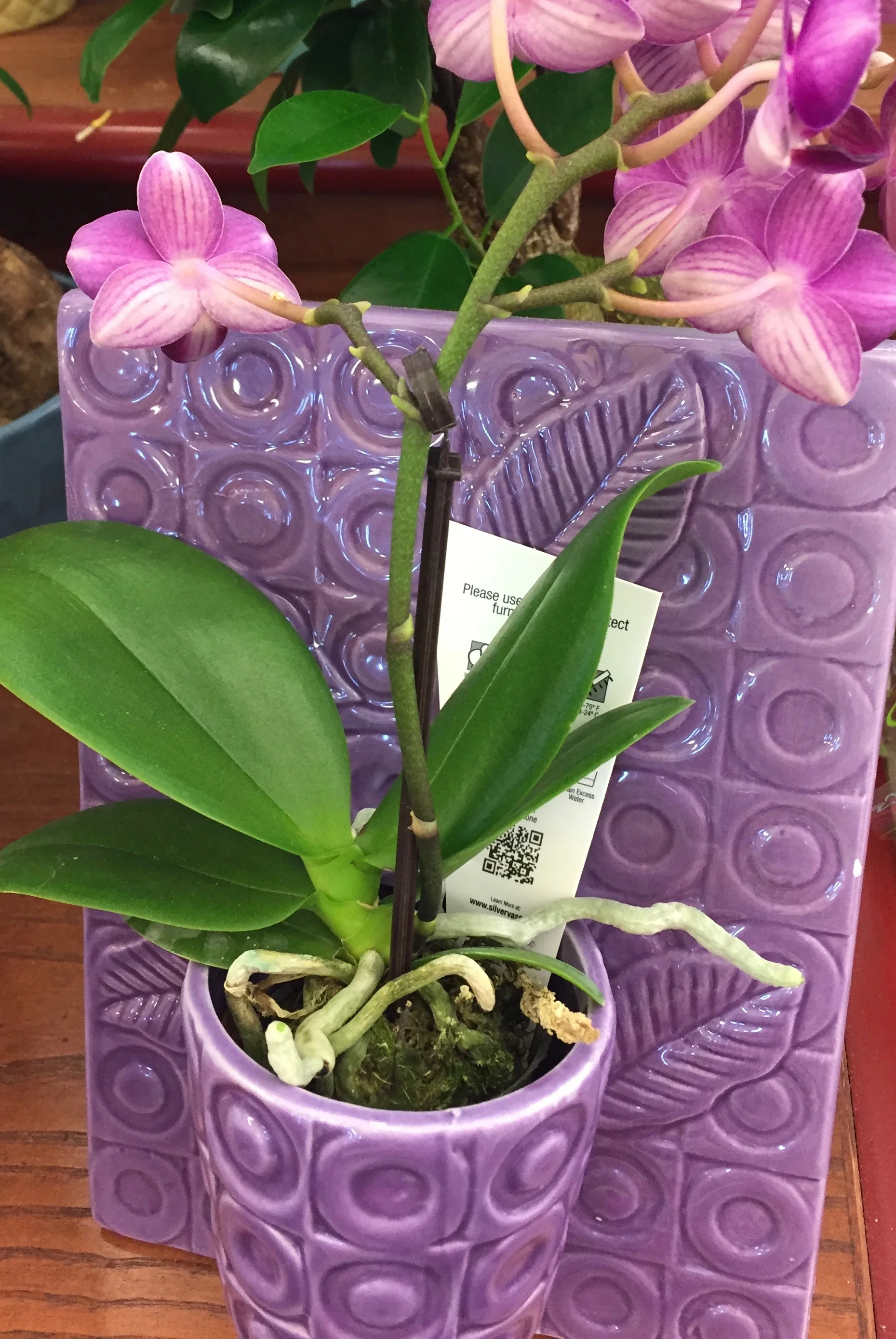 Look what I found at a local flower shop. I did a double-take! I love this idea and want to make a version of my own. That's how my creative mind works. See something, makes something!