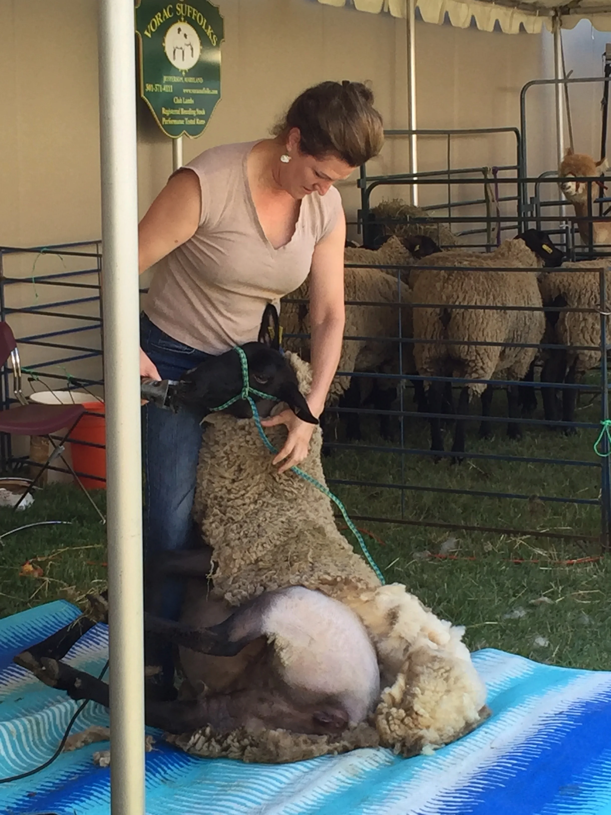 shearing.jpg