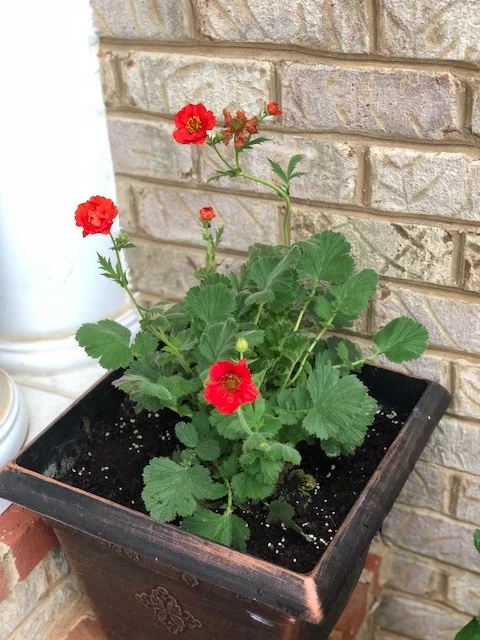 pot of flowers.jpg