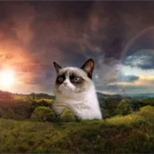 catfrontiering.jpg
