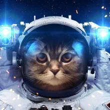 jedicat.jpg