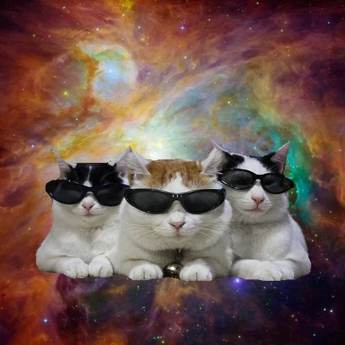 sunglasstriocat.jpg