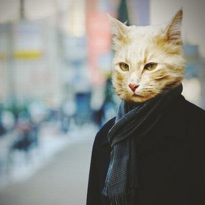 newyorkcat.jpg