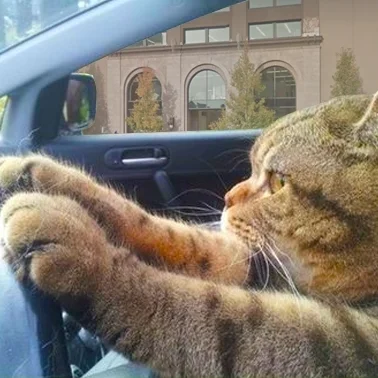 newyorkcat.jpg