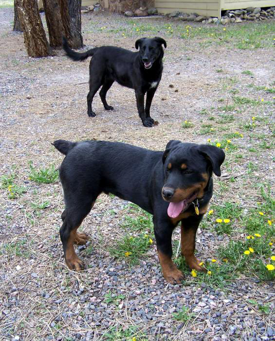 Jassy and Dozer - a board and train.jpg