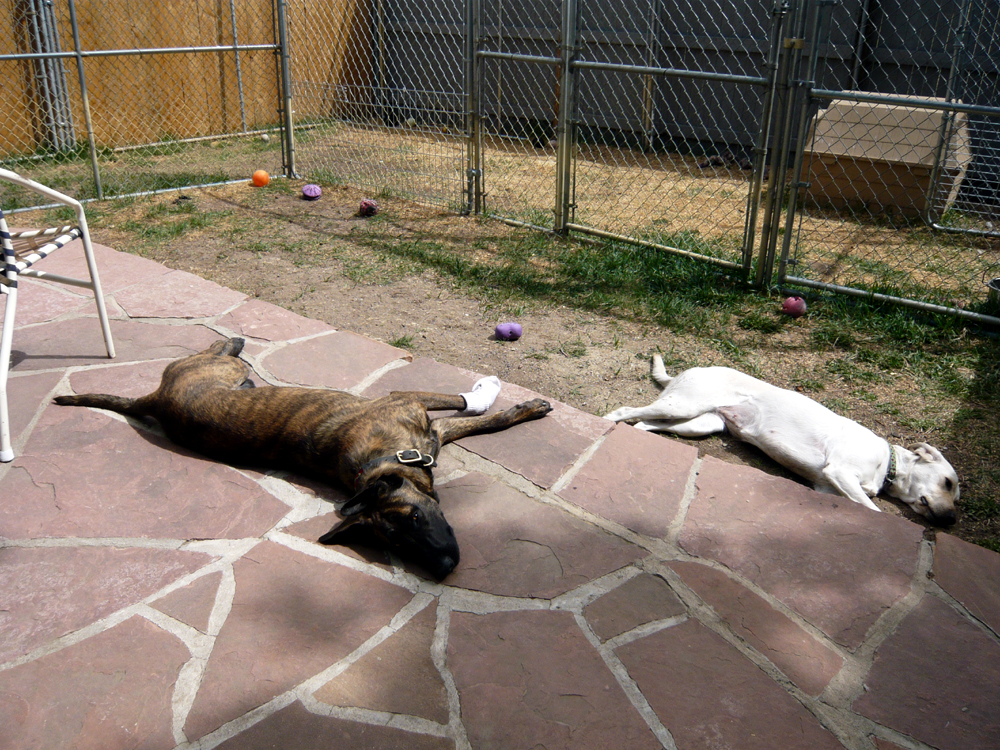 Isa and client dog, Roxy taking a break from training..jpg