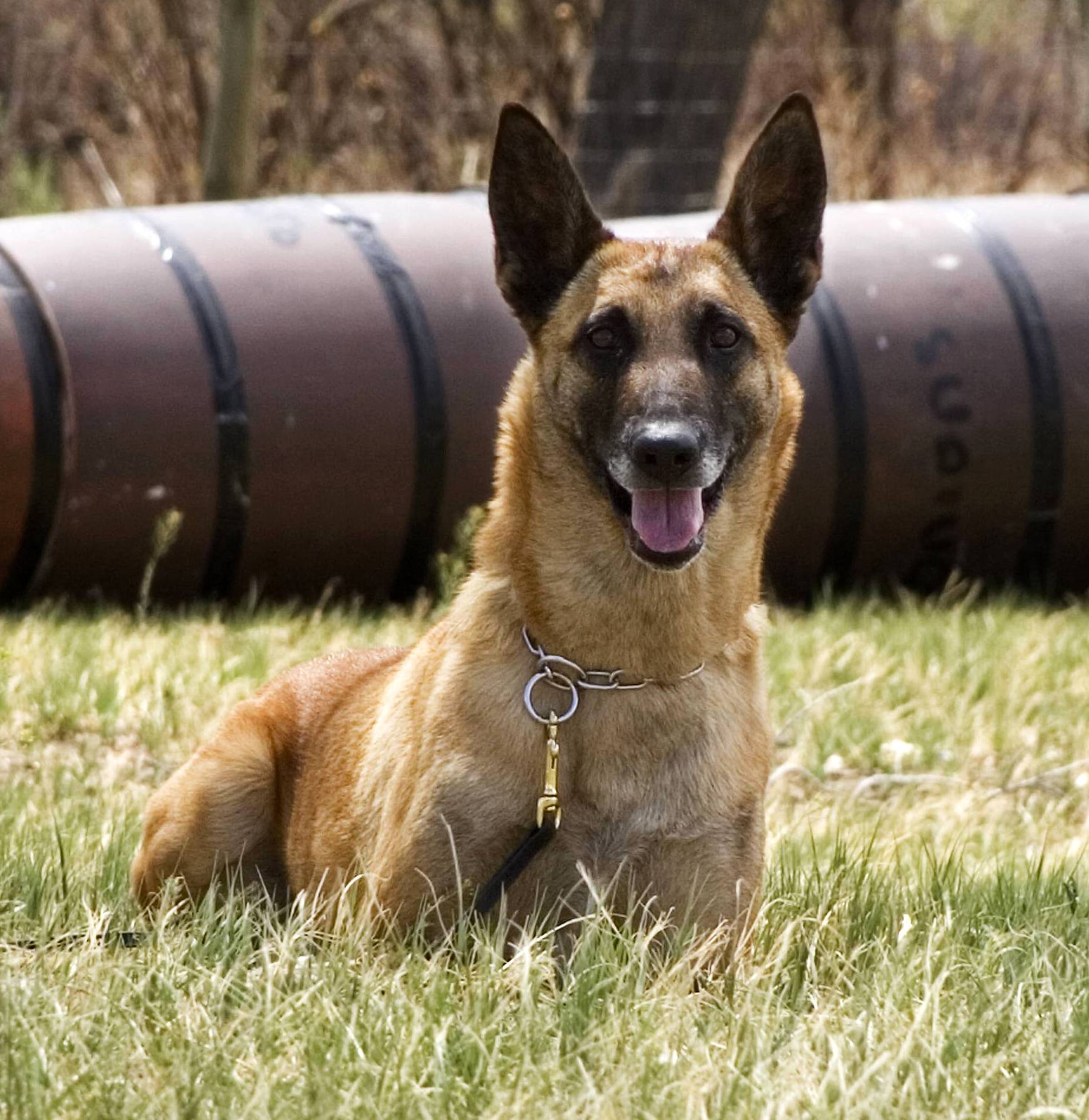 Bijou working in MondioRing.jpg