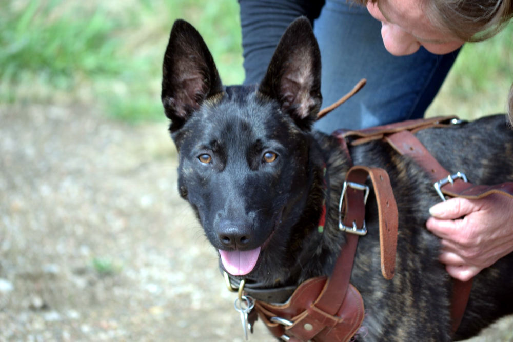 Allison and her Dutch Shepherd "Nike" getting ready to work.