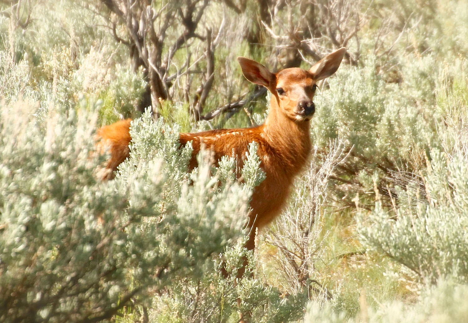 Elk-Calk.jpg