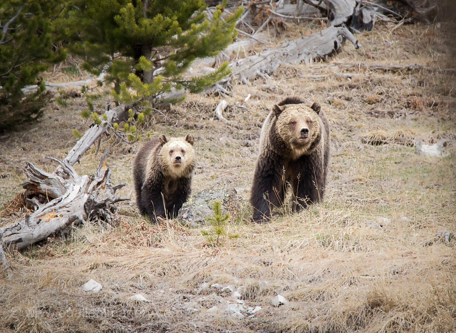 This sow and cub were photographed on the Gibbon River just north of the falls. She is believed to be the sow with the three cubs last year that lost two crossing the river last year.