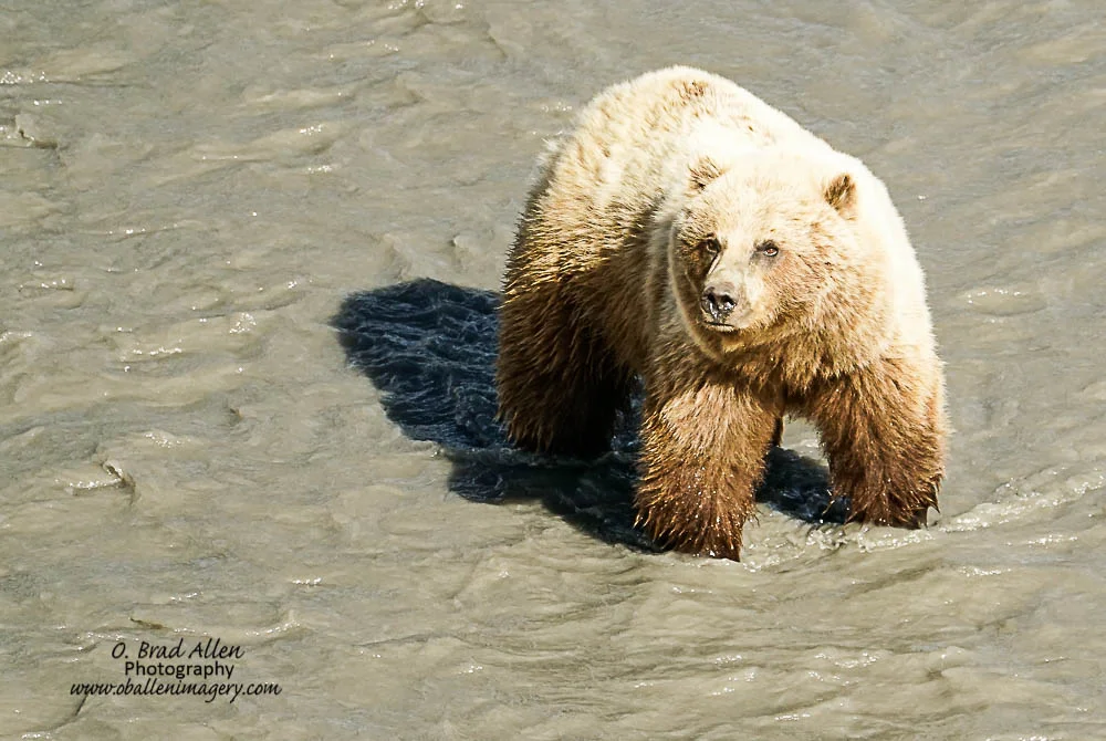 We were also able to view this "Brown Bear" grizzly. She was an impressive animal.