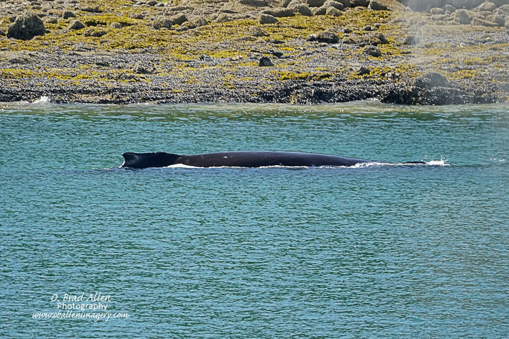 We definitely saw many whales.