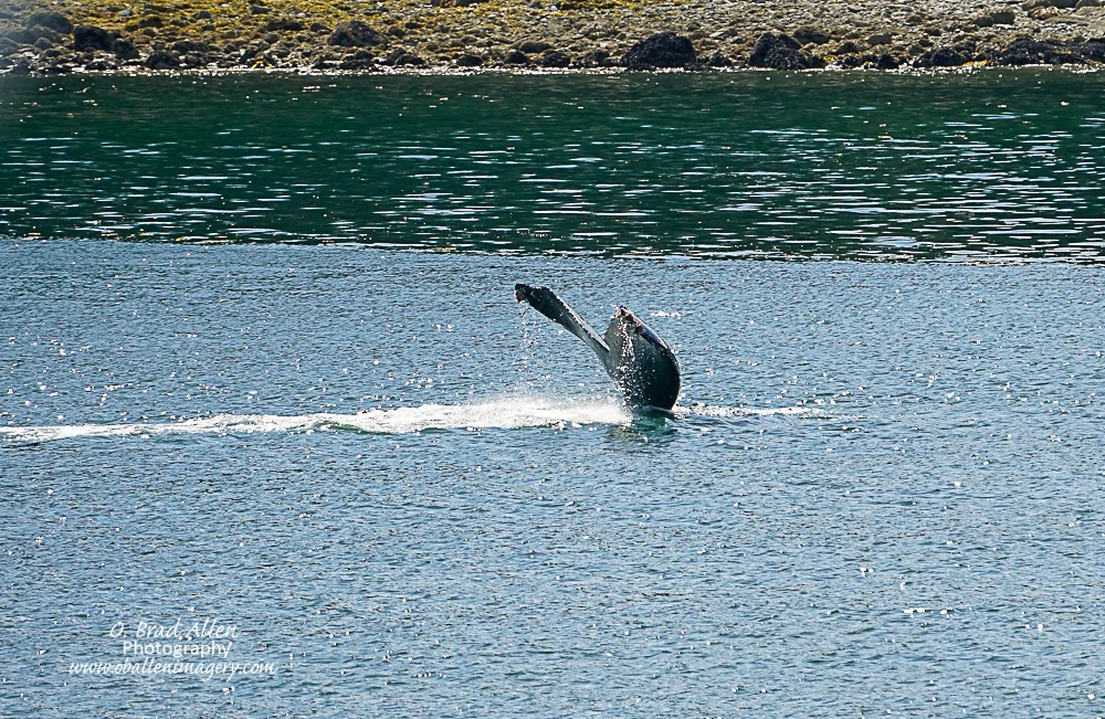I had a great desire to see a whale tail and the captain made certain that I was able to see a couple.