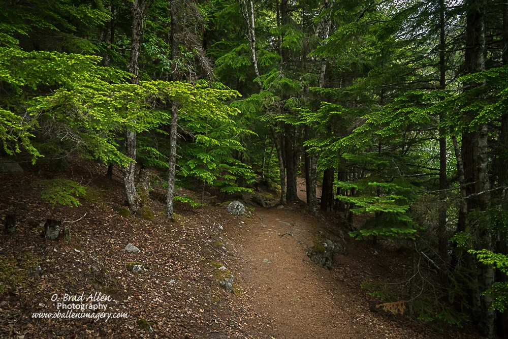 Trail