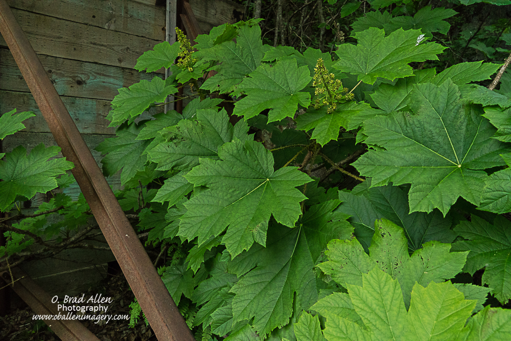 The largest wild raspberry plants I have ever seen. They are bigger than a large dinner plate, amazing.