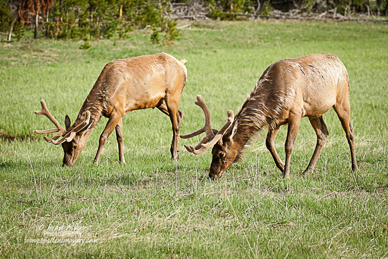 Yellowstone-11.jpg