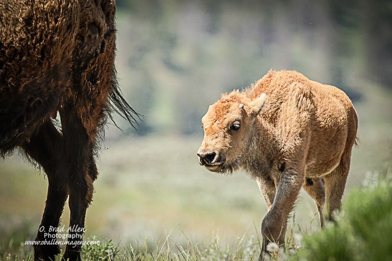 Yellowstone-18.jpg