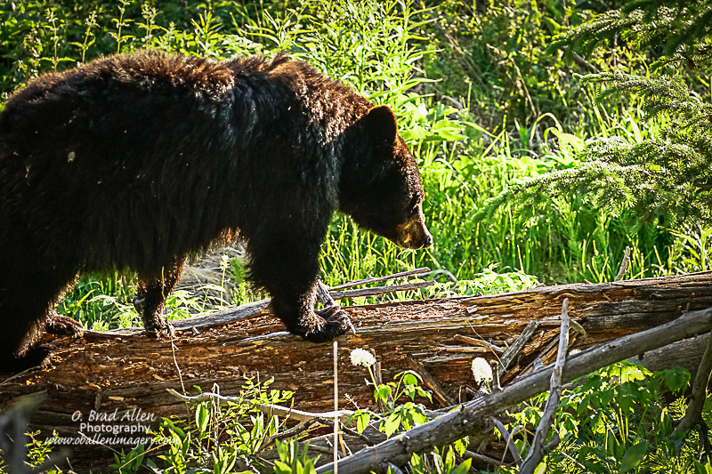 Yellowstone-21.jpg