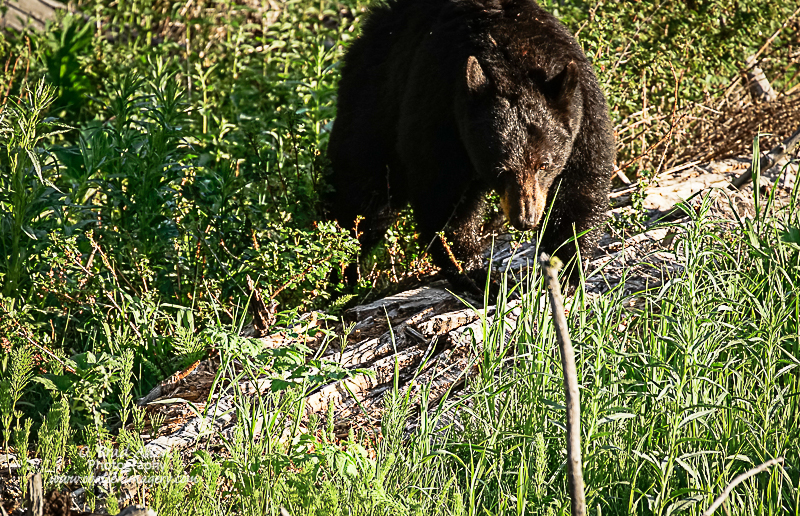 Yellowstone-24.jpg