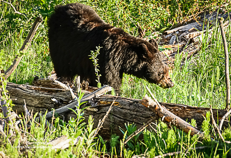 Yellowstone-25.jpg