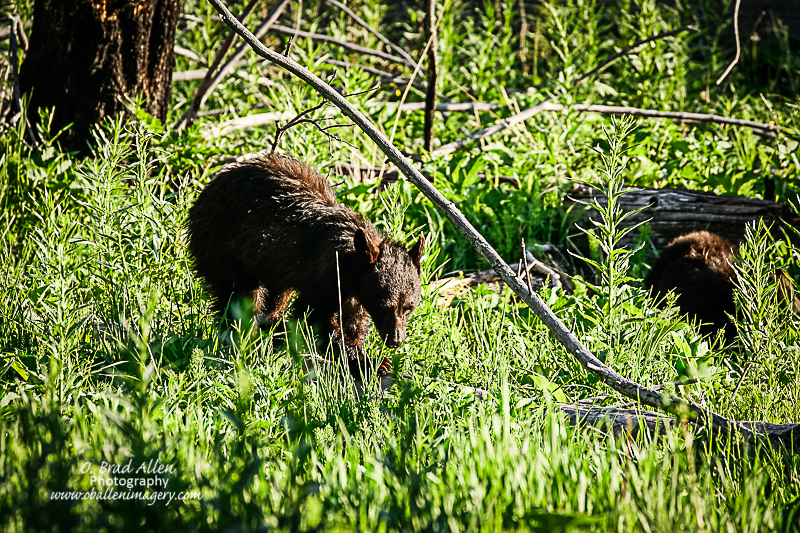 Yellowstone-26.jpg