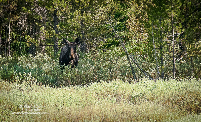 Yellowstone-28.jpg